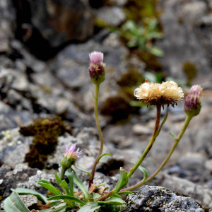 Photographie n°2549982 du taxon Erigeron alpinus L. [1753]