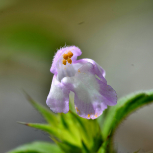 Photographie n°2550007 du taxon Galeopsis ladanum L. [1753]