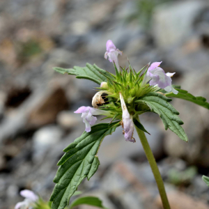 Photographie n°2550010 du taxon Galeopsis ladanum L. [1753]