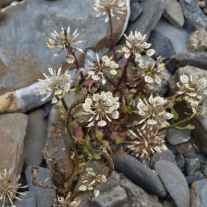 Photographie n°2550019 du taxon Iberis carnosa Willd. [1800]