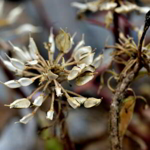 Photographie n°2550024 du taxon Iberis carnosa Willd. [1800]