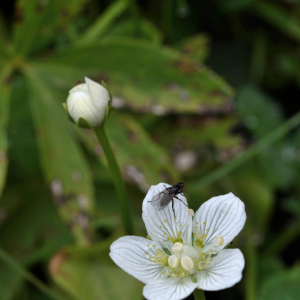 Photographie n°2550044 du taxon Parnassia palustris L. [1753]