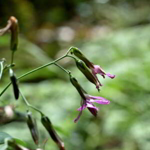 Photographie n°2550055 du taxon Prenanthes purpurea L. [1753]