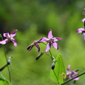 Photographie n°2550061 du taxon Prenanthes purpurea L. [1753]