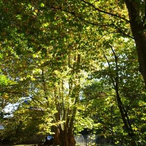 Photographie n°2550066 du taxon Platanus x hispanica Mill. ex Münchh. [1770]