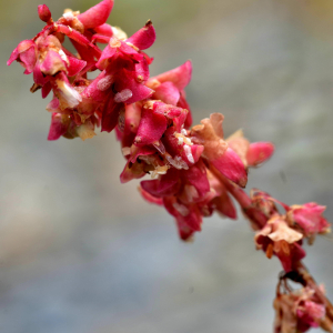 Photographie n°2550068 du taxon Rumex scutatus L. [1753]