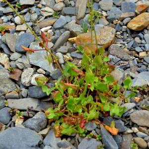 Photographie n°2550070 du taxon Rumex scutatus L. [1753]