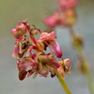 Photographie n°2550072 du taxon Rumex scutatus L. [1753]