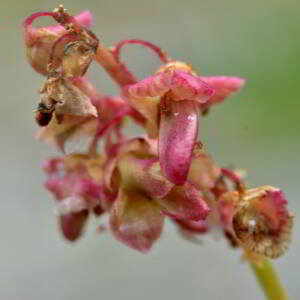 Photographie n°2550078 du taxon Rumex scutatus L. [1753]