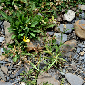 Photographie n°2550105 du taxon Tragopogon pratensis L. [1753]