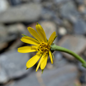 Photographie n°2550108 du taxon Tragopogon pratensis L. [1753]