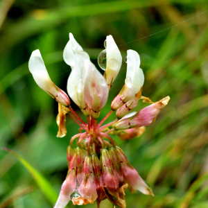 Photographie n°2550110 du taxon Trifolium montanum L. [1753]