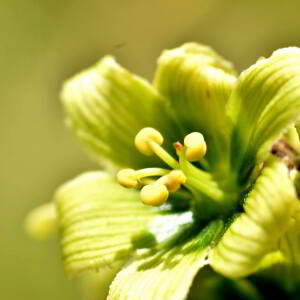 Photographie n°2550111 du taxon Veratrum album L. [1753]