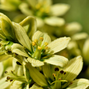 Photographie n°2550124 du taxon Veratrum album L. [1753]