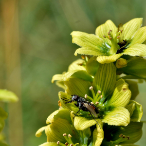 Photographie n°2550128 du taxon Veratrum album L. [1753]