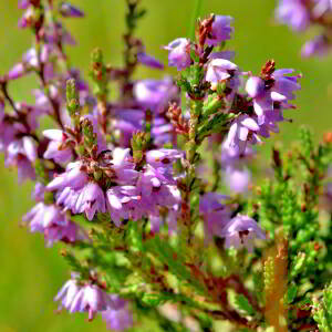 Photographie n°2550142 du taxon Calluna vulgaris (L.) Hull [1808]