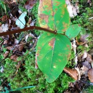 Photographie n°2550197 du taxon Hypericum androsaemum L.