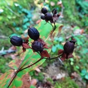 Photographie n°2550198 du taxon Hypericum androsaemum L.