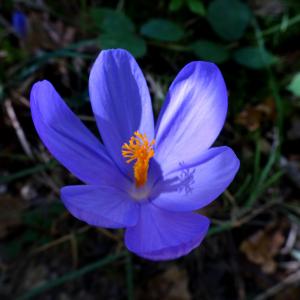 Photographie n°2550199 du taxon Crocus nudiflorus Sm.