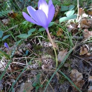 Photographie n°2550202 du taxon Crocus nudiflorus Sm.