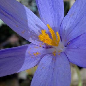 Photographie n°2550204 du taxon Crocus nudiflorus Sm.