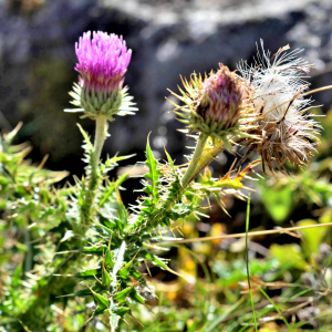 Photographie n°2550229 du taxon Carduus defloratus L. [1759]