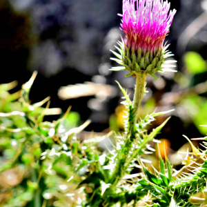 Photographie n°2550231 du taxon Carduus defloratus L. [1759]