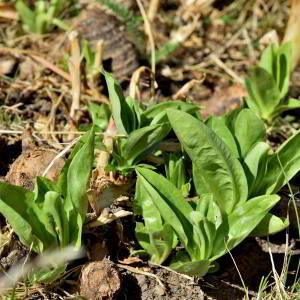 Photographie n°2550258 du taxon Gentiana lutea L. [1753]