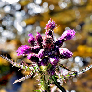 Photographie n°2550279 du taxon Cirsium palustre (L.) Scop. [1772]