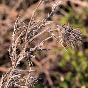 Photographie n°2550287 du taxon Cirsium arvense (L.) Scop. [1772]