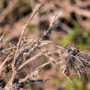 Photographie n°2550288 du taxon Cirsium arvense (L.) Scop. [1772]