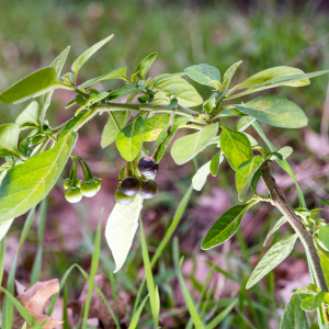 Photographie n°2550290 du taxon Solanum L. [1753]