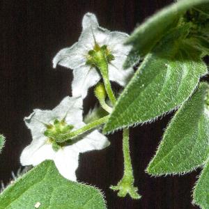 Photographie n°2550295 du taxon Solanum villosum Mill.