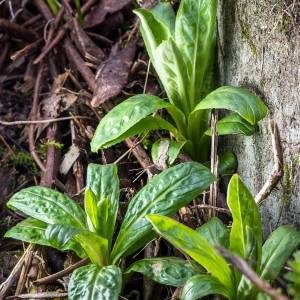 Photographie n°2550300 du taxon Epilobium L. [1753]