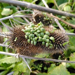 Photographie n°2550355 du taxon Dipsacus sativus (L.) Honck. [1782]