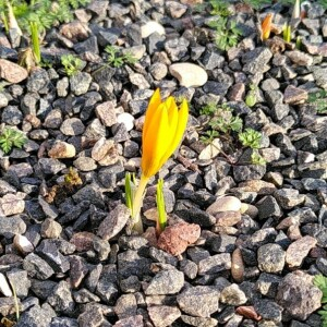 Photographie n°2550357 du taxon Crocus flavus Weston [1771]