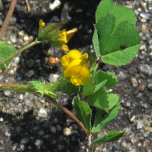 Photographie n°2550361 du taxon Medicago arabica (L.) Huds. [1762]