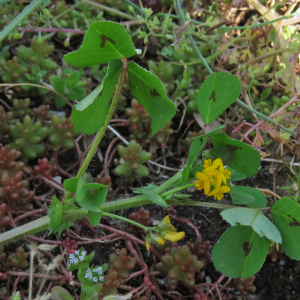 Photographie n°2550362 du taxon Medicago arabica (L.) Huds. [1762]