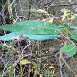 Photographie n°2550369 du taxon Salix alba L. [1753]