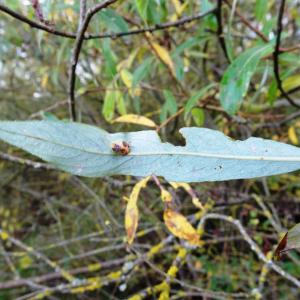 Photographie n°2550370 du taxon Salix alba L. [1753]