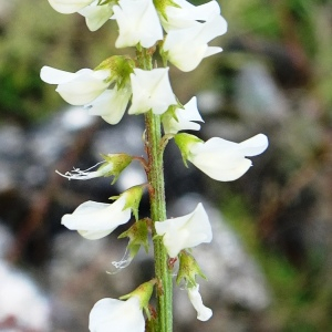 Photographie n°2550377 du taxon Trigonella alba (Medik.) Coulot & Rabaute [2013]