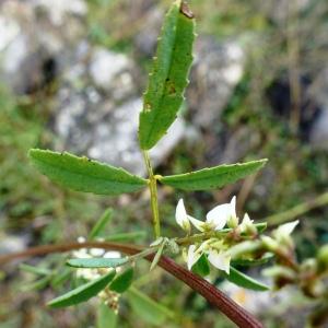 Photographie n°2550379 du taxon Trigonella alba (Medik.) Coulot & Rabaute [2013]