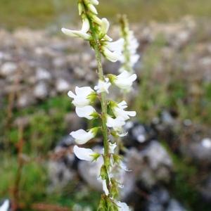 Photographie n°2550380 du taxon Trigonella alba (Medik.) Coulot & Rabaute [2013]