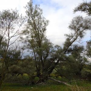 Photographie n°2550403 du taxon Salix alba L. [1753]