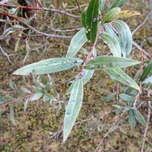 Photographie n°2550407 du taxon Salix alba L. [1753]