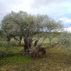 Photographie n°2550408 du taxon Salix alba L. [1753]