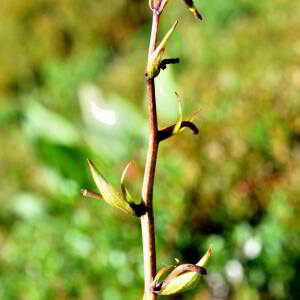 Photographie n°2550435 du taxon Lilium martagon L.