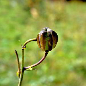 Photographie n°2550436 du taxon Lilium martagon L.