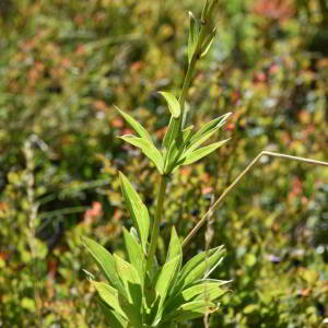 Photographie n°2550437 du taxon Lilium martagon L.