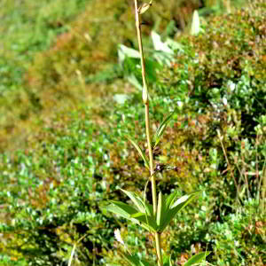 Photographie n°2550438 du taxon Lilium martagon L.